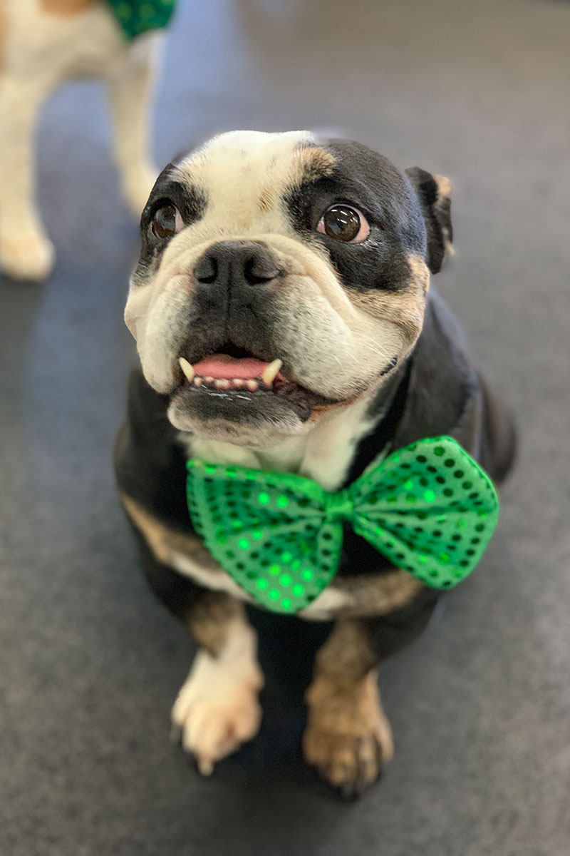 image of Cute Bulldog wearing an Irish bow tie